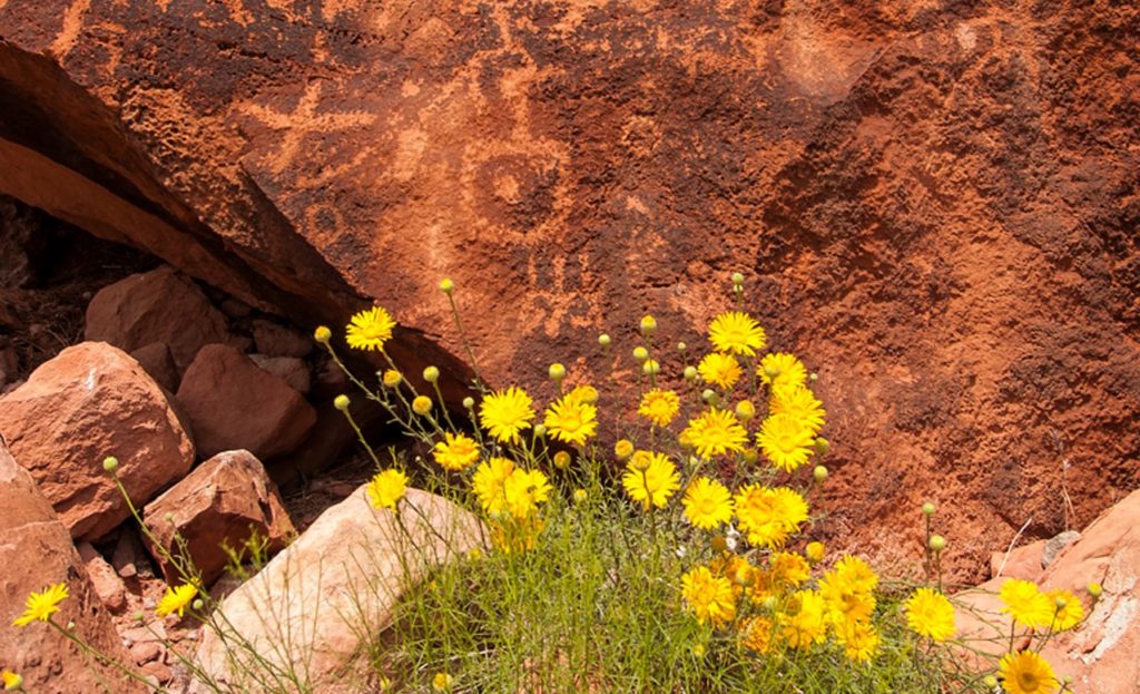 spring is best time for wild flowers blooming in Grand Canyon