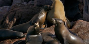 sea-lions-baja