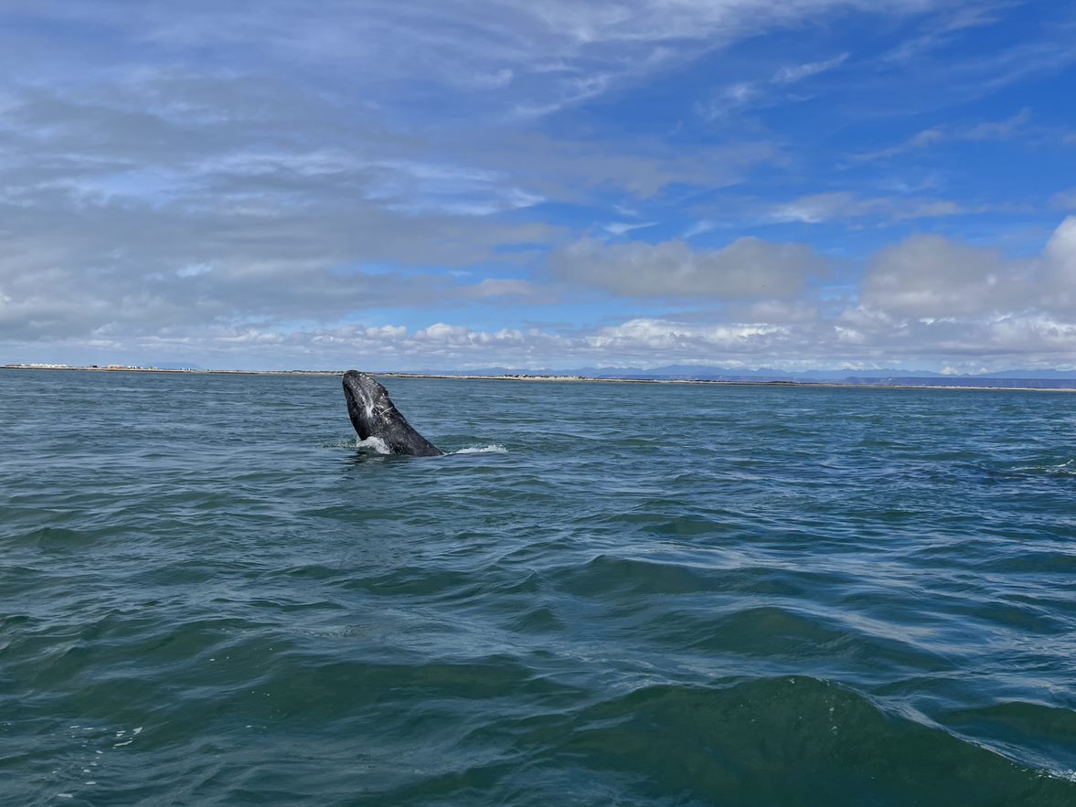 grey whale in Pacific ocean
