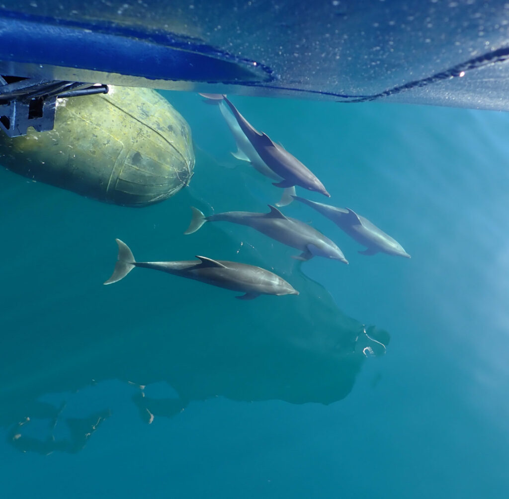 dolphins swimming along bow of small ship cruise in Galapagos or Sea of Cortez