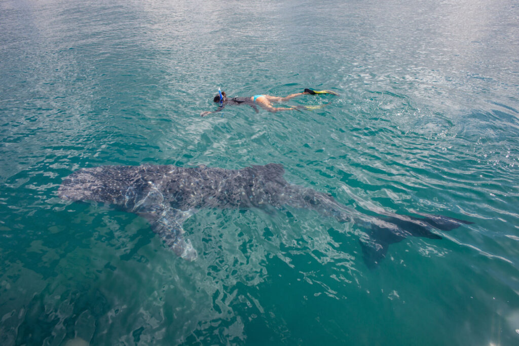 Swimmer next to whale shark