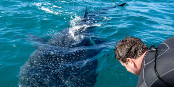 person looking at huge whale shark from a skiff