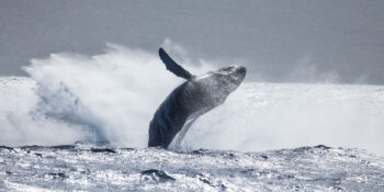 humpback whale breaching