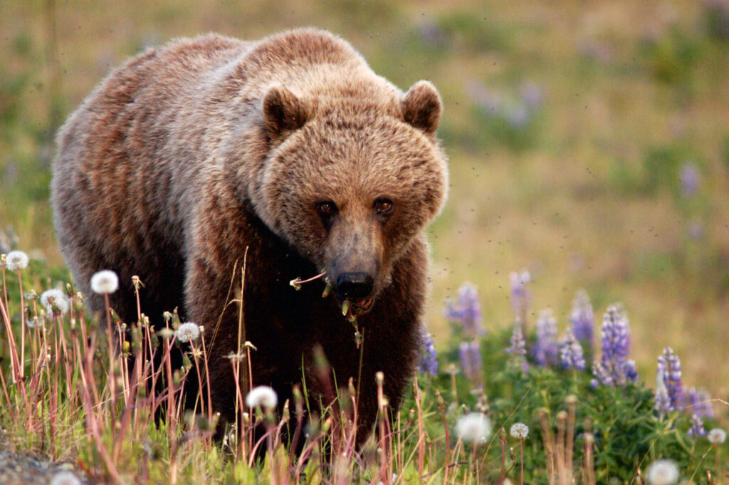 brown bear near an alaska rafting trip