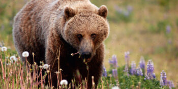 brown bear near an alaska rafting trip