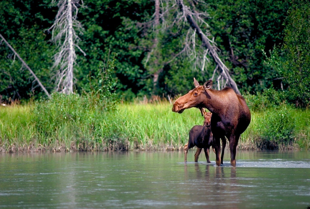 cow moose and calf in river near rafting tirp