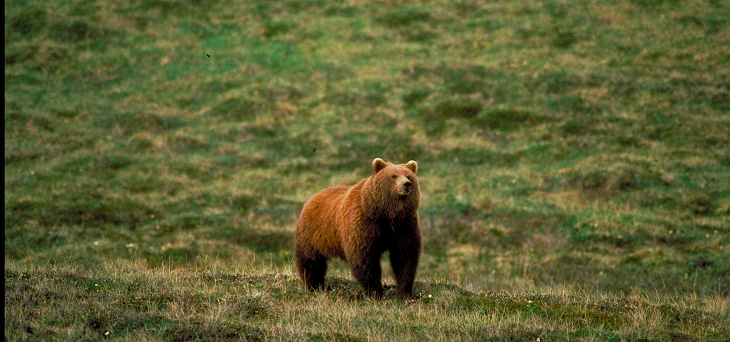 brown bear in field