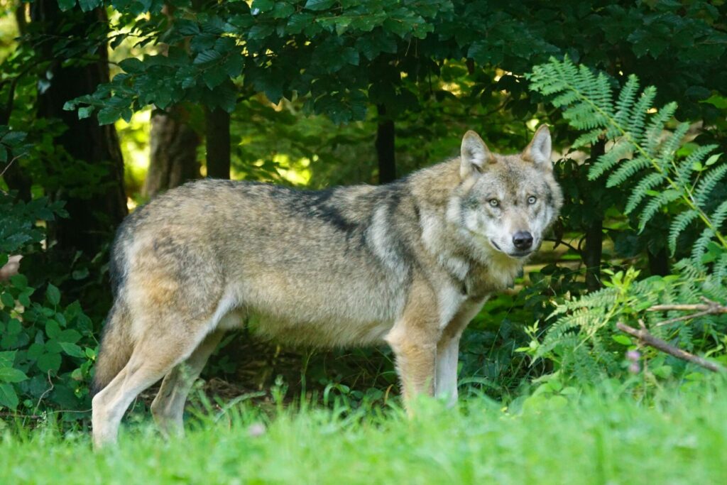 wolf on edge of forest